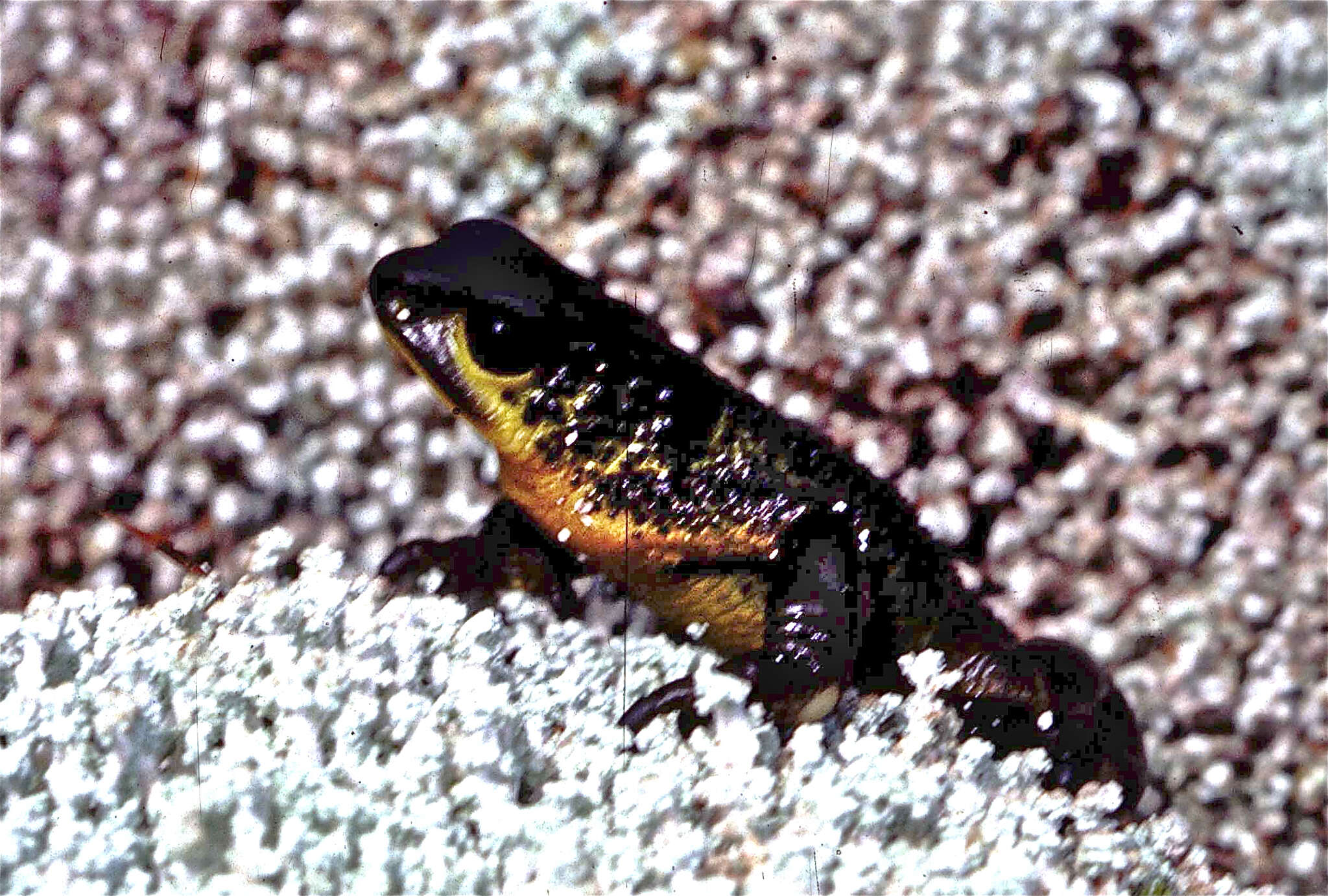 Image of Atelopus pastuso Coloma, Duellman, Almendáriz, Ron, Terán-Valdez & Guayasamin 2010