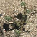 Image of <i>Cryptantha traskae</i> I. M. Johnst.