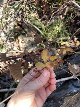 Image of incised agrimony