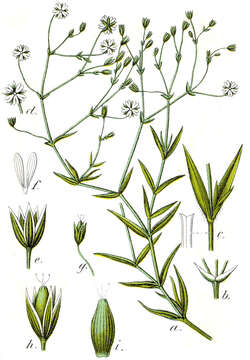 Imagem de Stellaria graminea L.