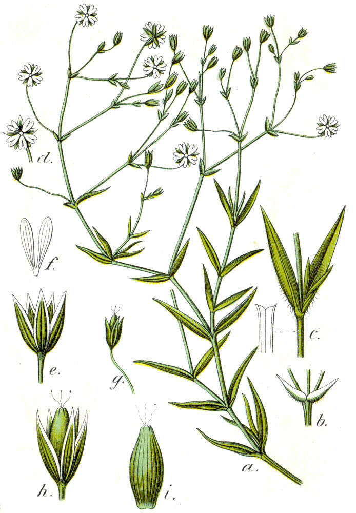 Imagem de Stellaria graminea L.