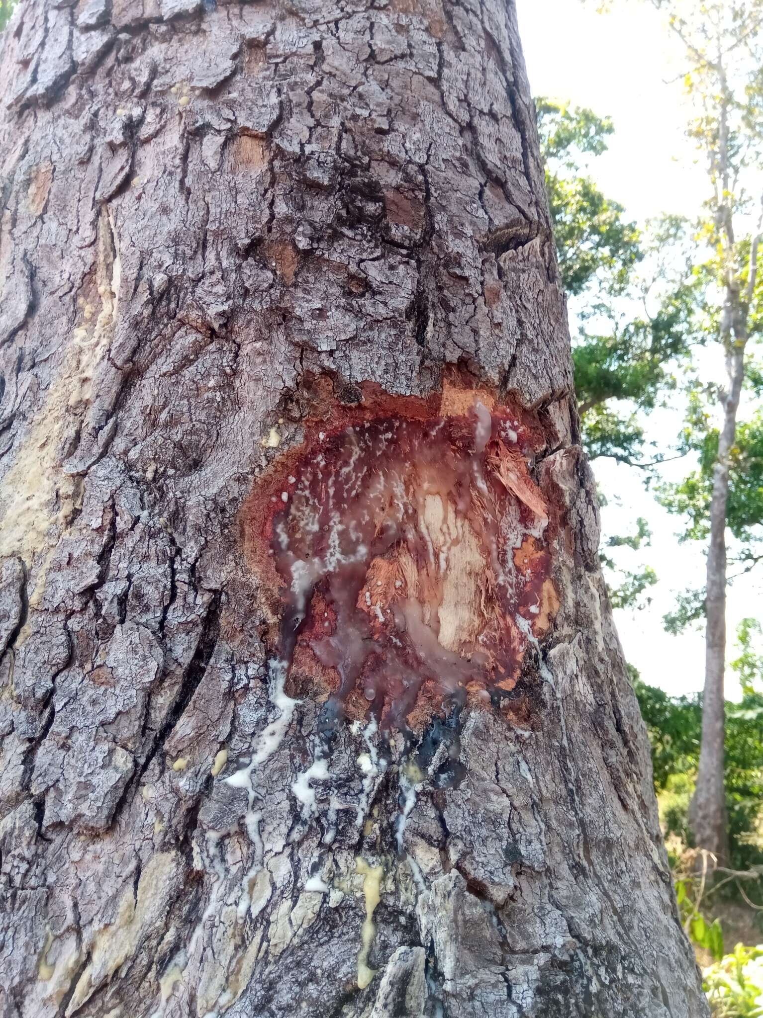 Image of Canarium multiflorum Engl.