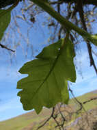 Image of valley oak