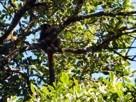 Image of Bennett's Brown Lemur