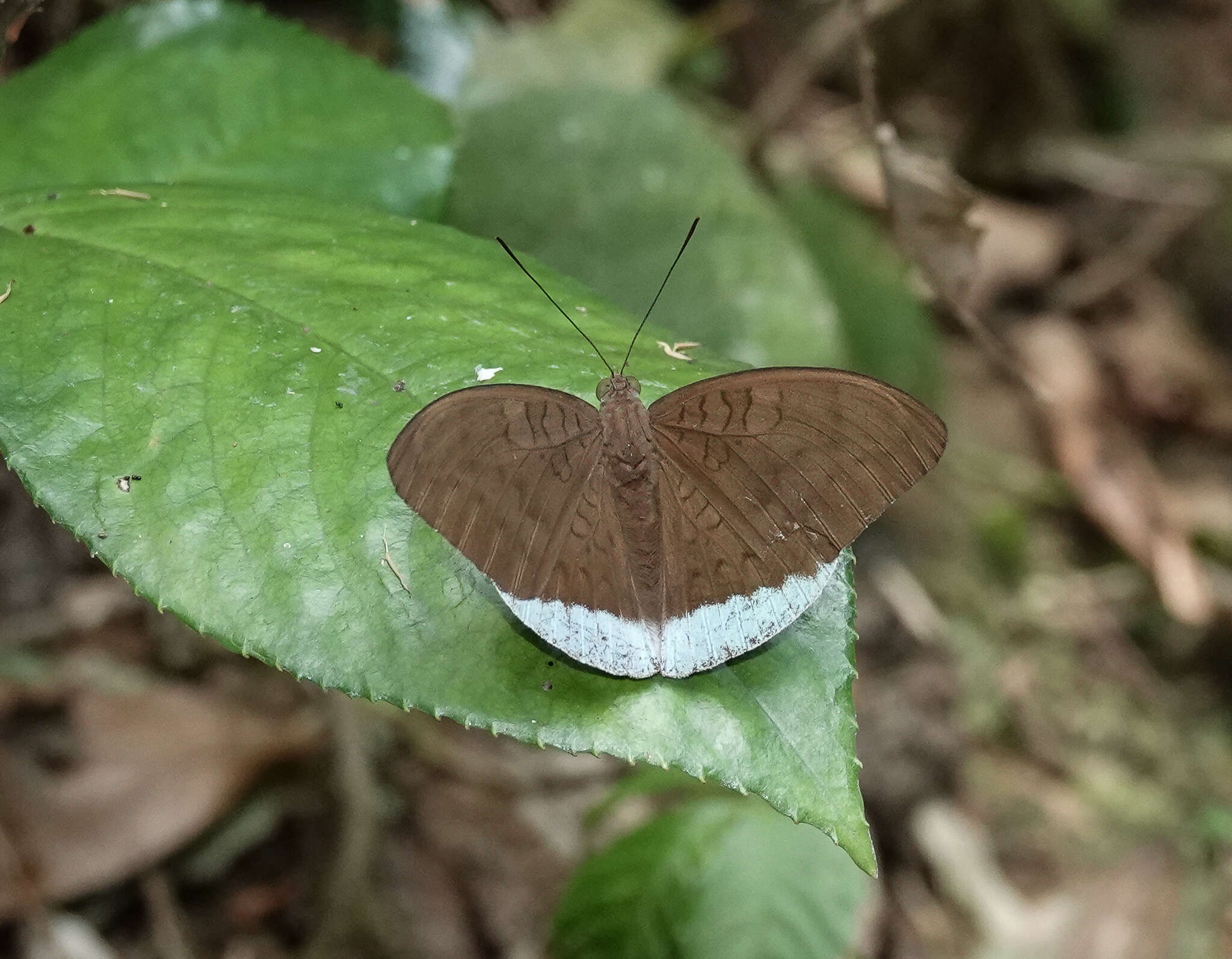 Image of Tanaecia julii Bougainville 1837