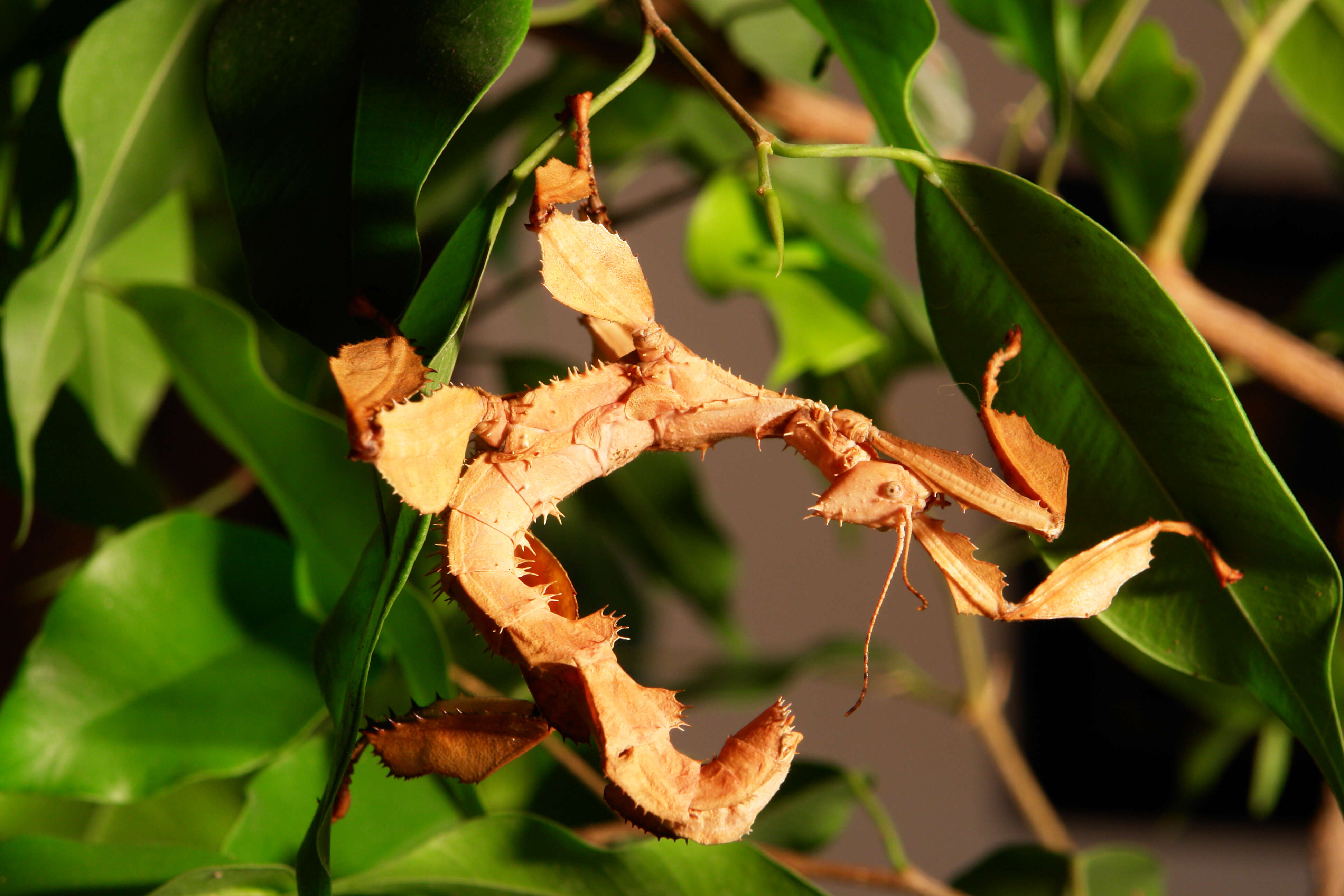 Image of giant stick insect