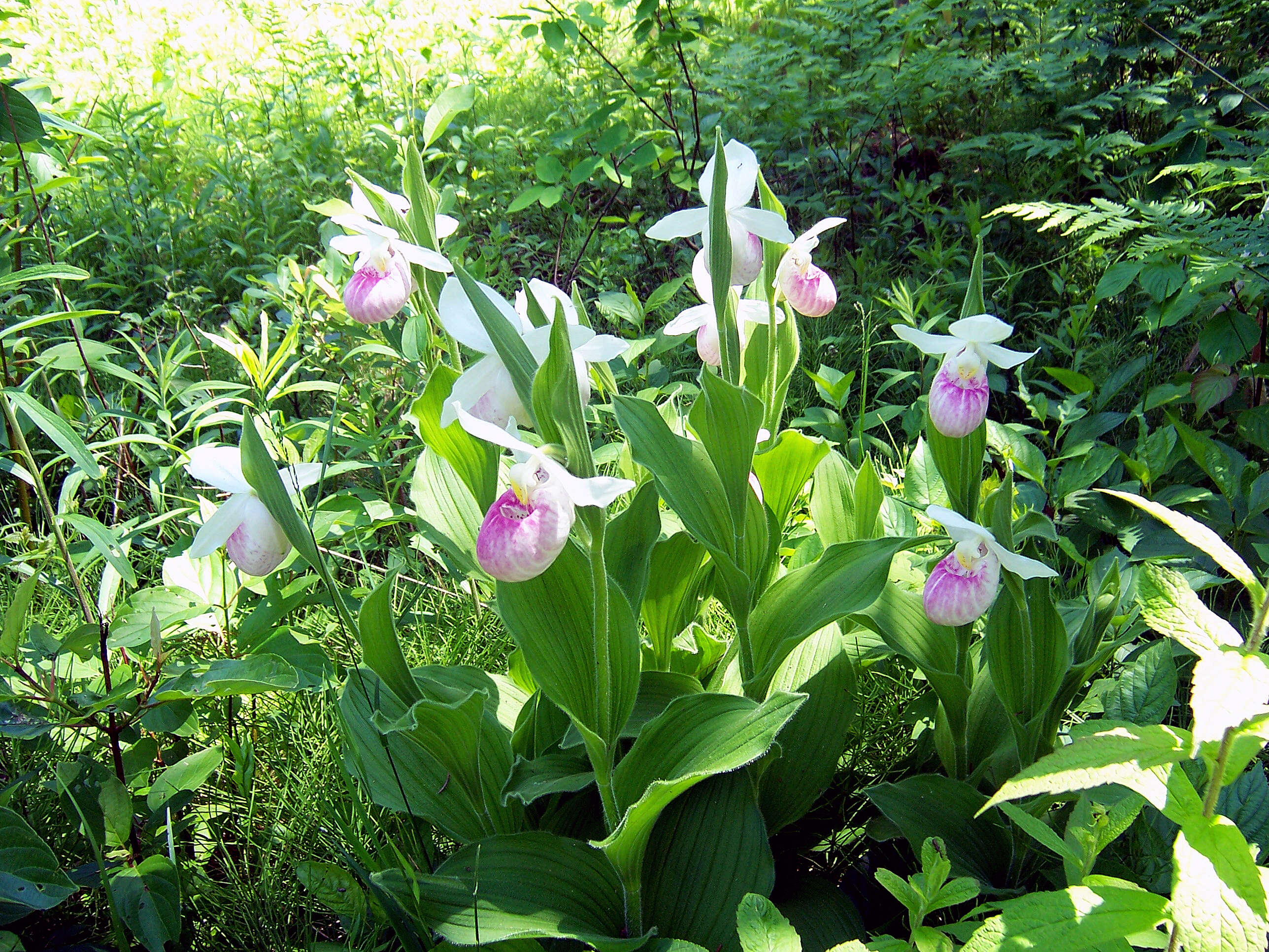 Image of Showy lady's slipper