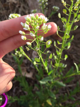 Image of field pennycress