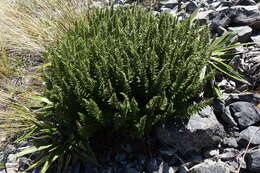 Image of Polystichum cystostegia (Hook.) Armstr.