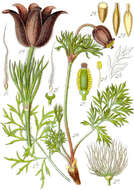 Pulsatilla pratensis (L.) Miller resmi