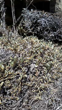 Image of Wallace's spikemoss