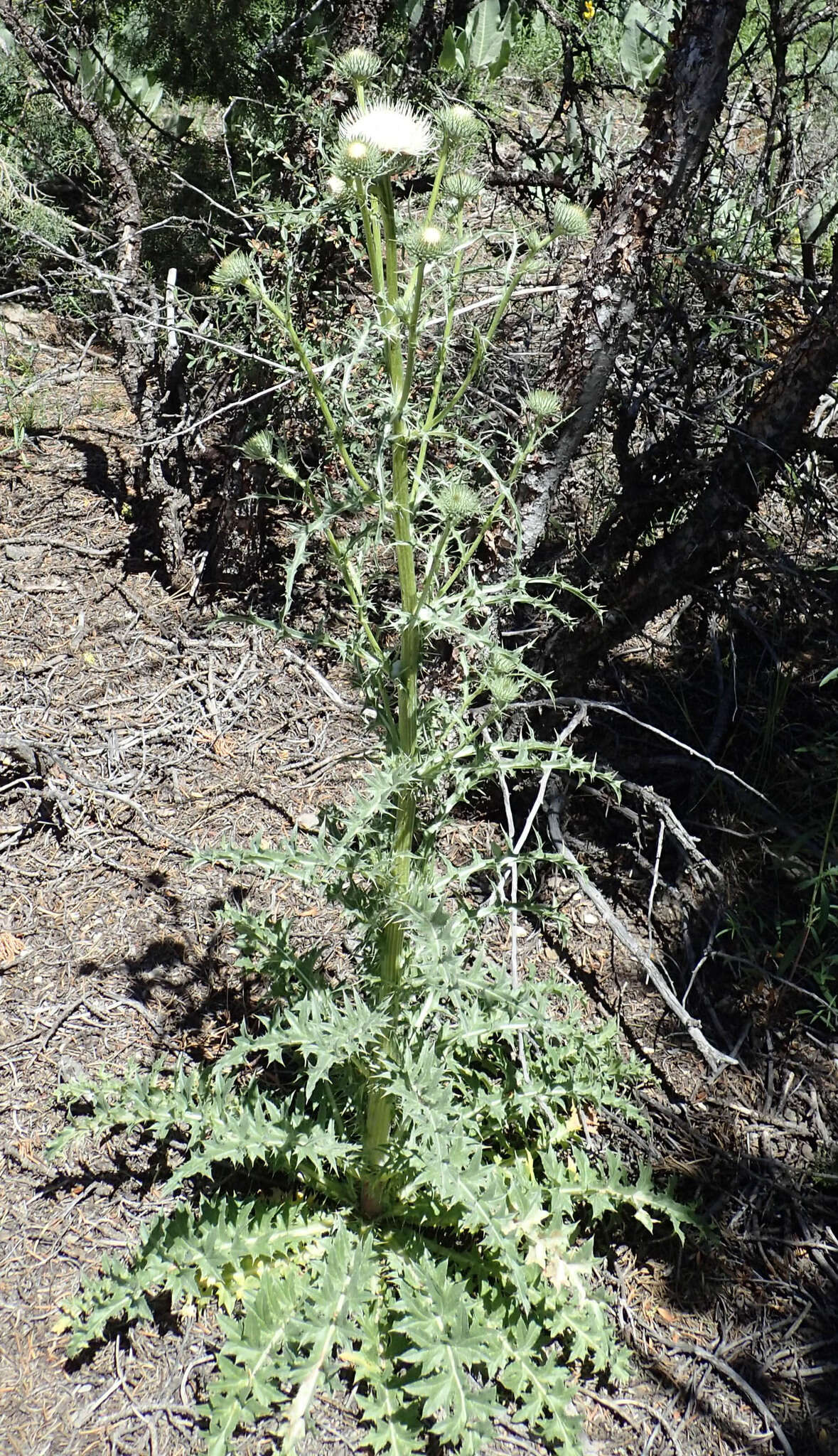 Cirsium cymosum (Greene) J. T. Howell的圖片