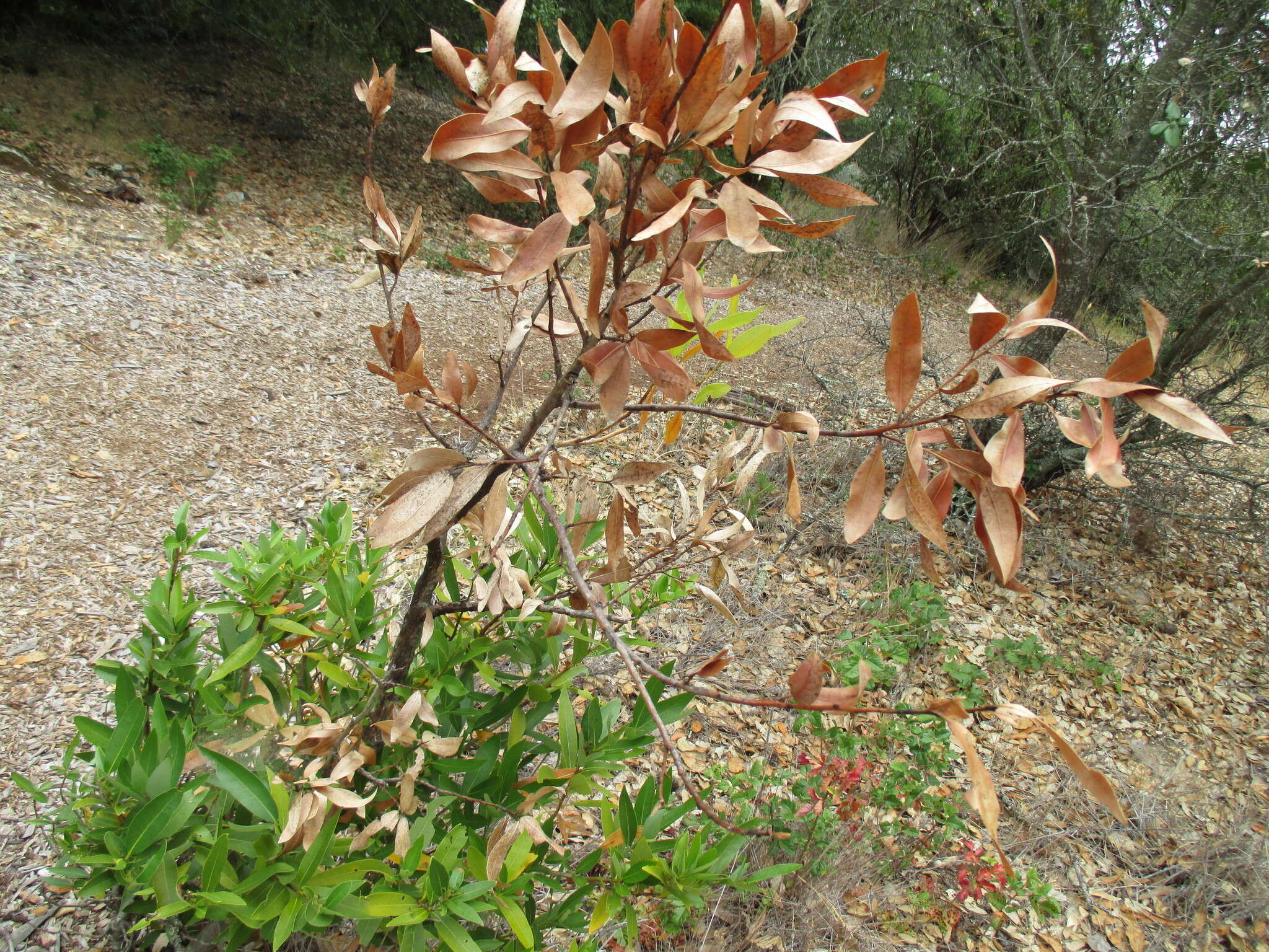 Image of California laurel