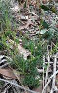 Image of Leucopogon virgatus var. virgatus