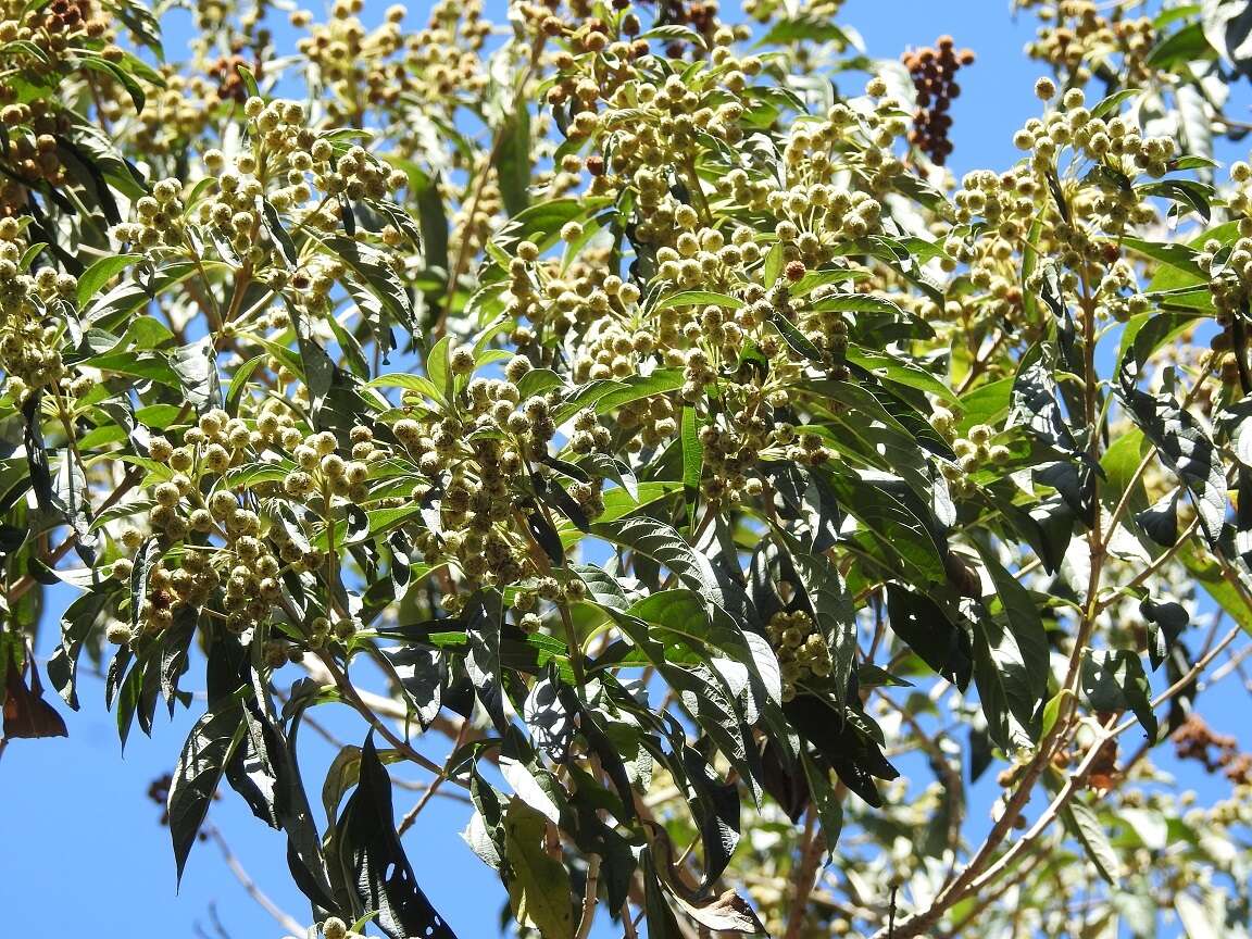 Plancia ëd Lippia myriocephala Schltdl. & Cham.