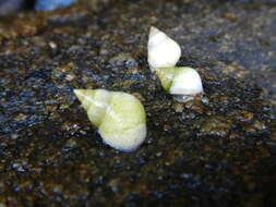 Image of Littoraria flava (P. P. King 1832)