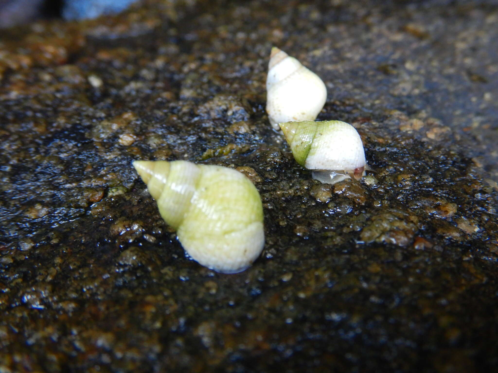 Image of Littoraria flava (P. P. King 1832)