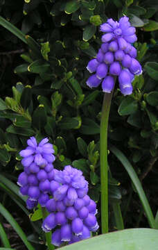 Image of Armenian grape hyacinth