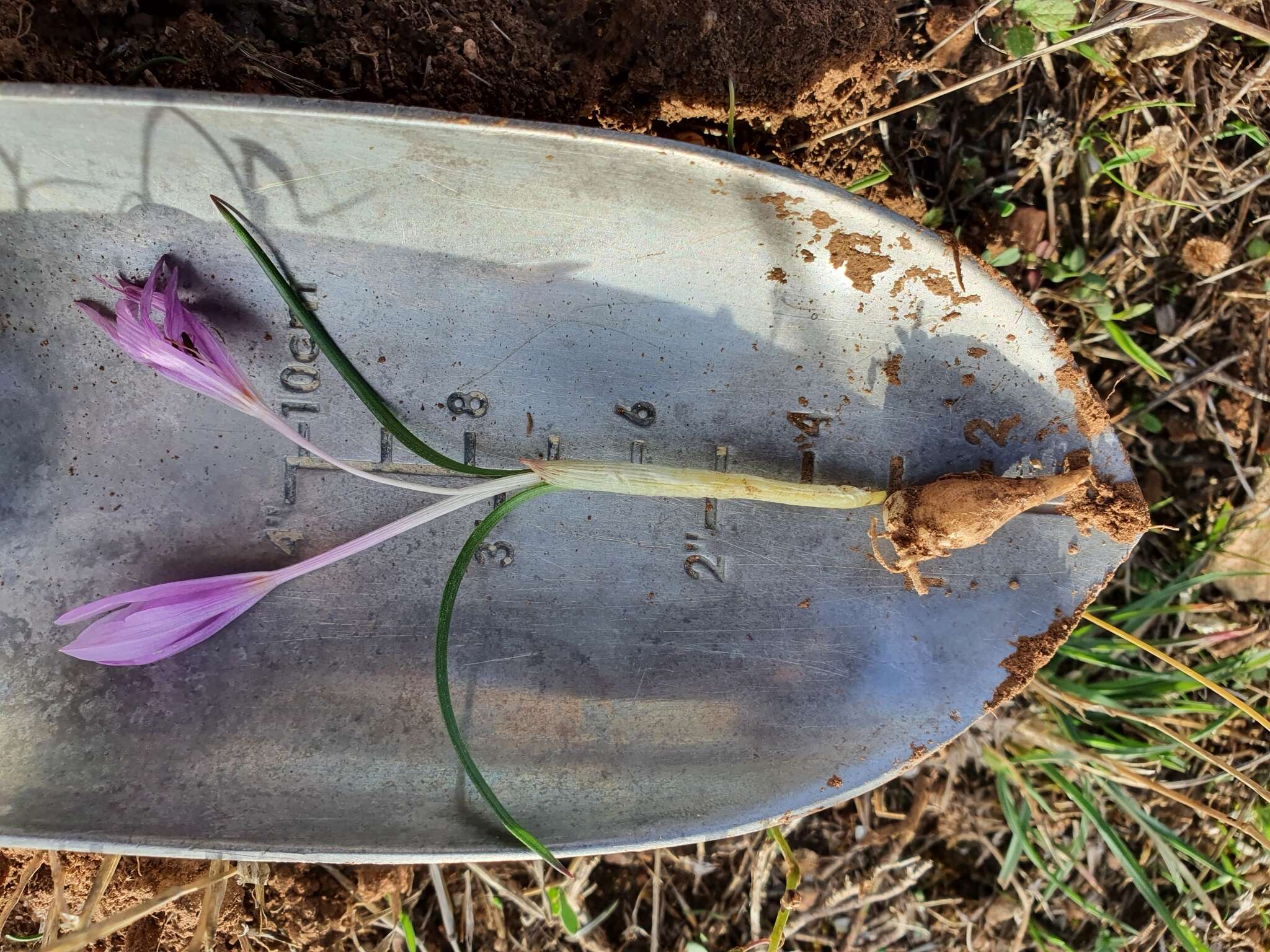 Image of Colchicum cupanii Guss.