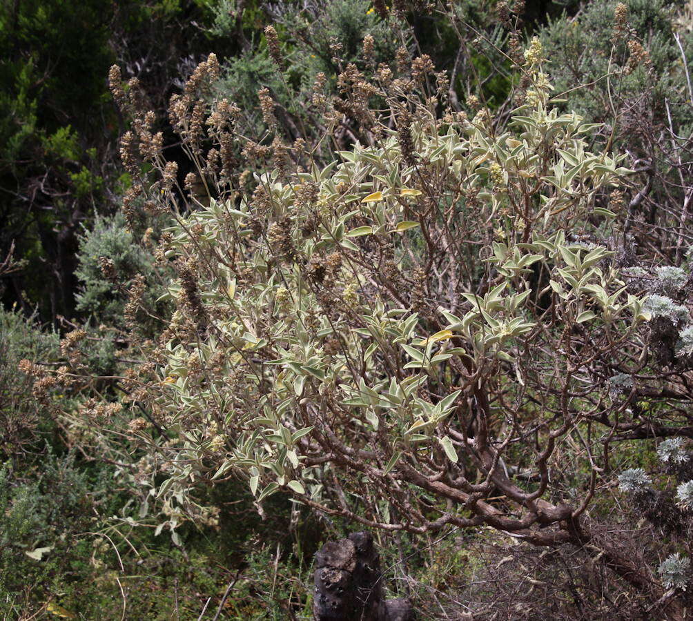 Image of Sideritis dendrochahorra Bolle