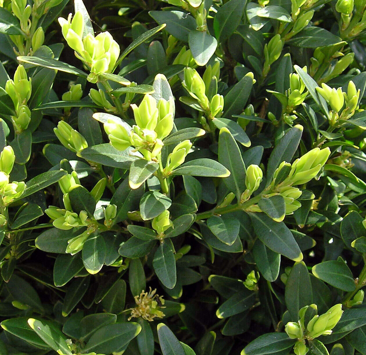 Image of Buxus sempervirens