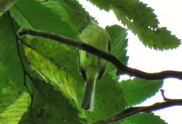 Image of Panamanian Tyrannulet