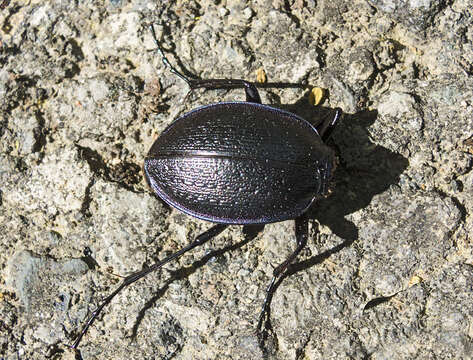 Image of Carabus (Archicarabus) wiedemanni Ménétriés 1836