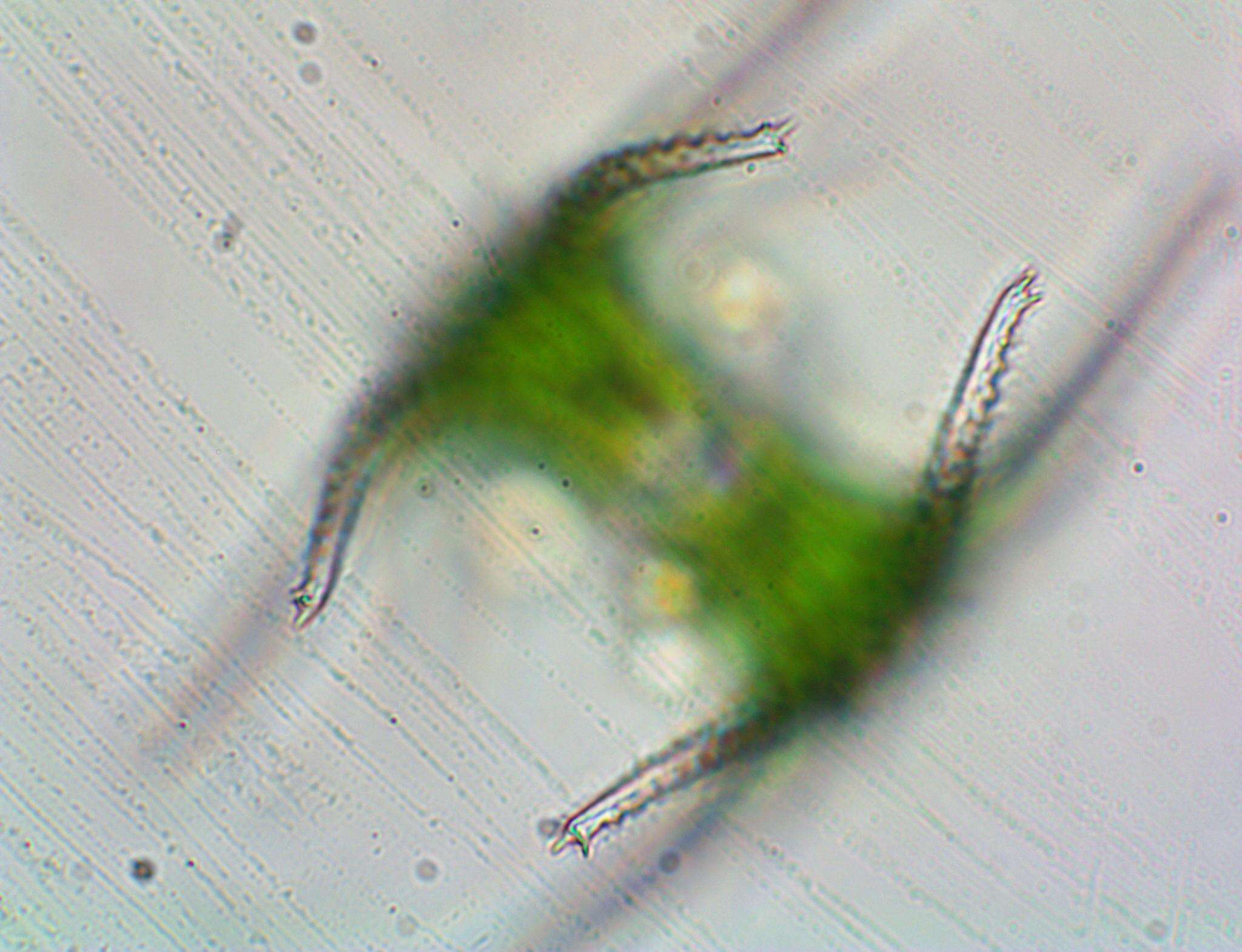 Image of Staurastrum ophiura