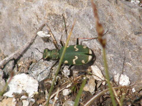 Image of Cicindela (Cicindela) gallica Brullé 1834