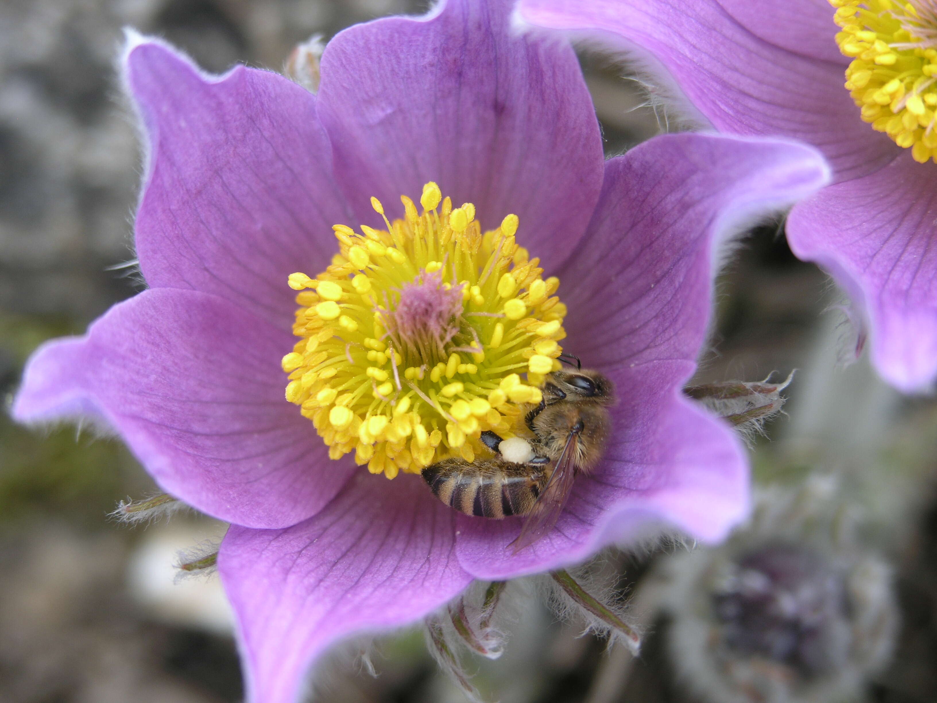 Imagem de Pulsatilla vulgaris Miller