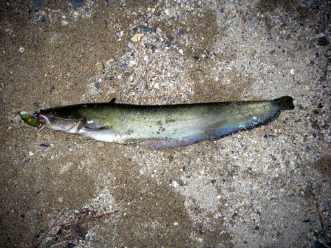 Image of Amur catfish