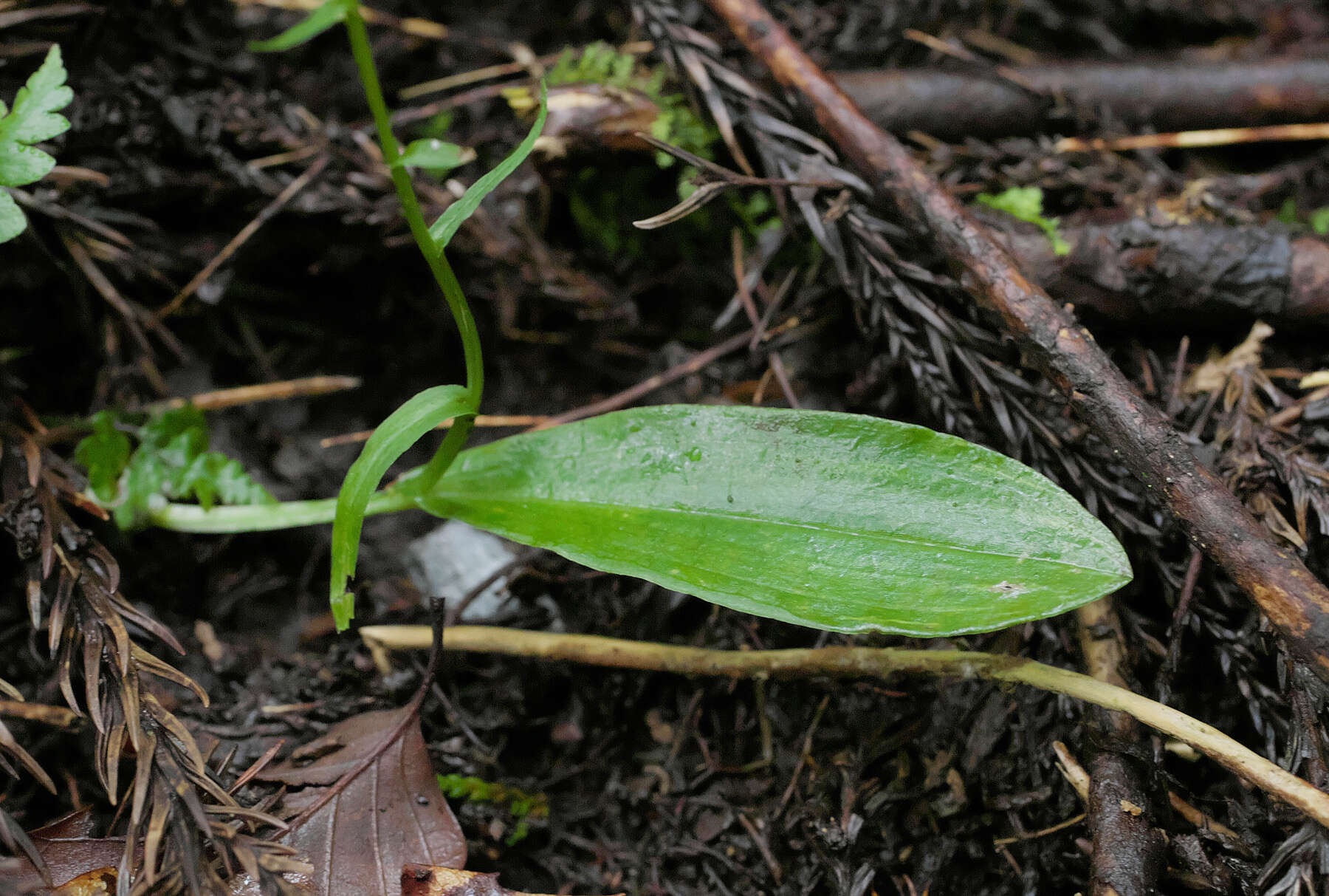 Image of Platanthera ophrydioides F. Schmidt