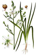 Image of Branched St Bernard's lily