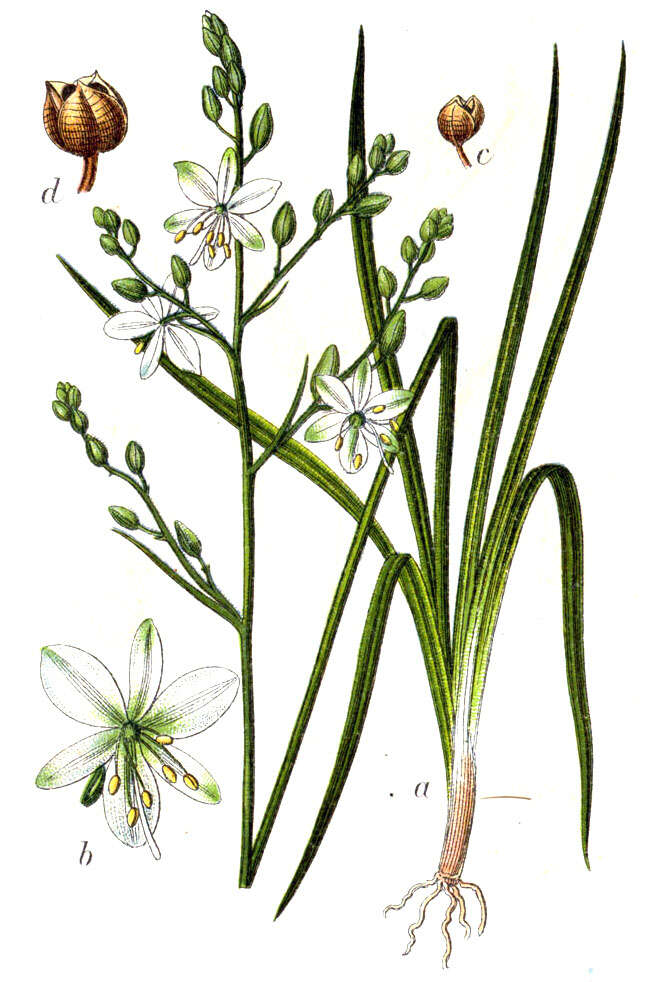 Image of Branched St Bernard's lily