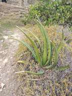 Image of Agave difformis A. Berger