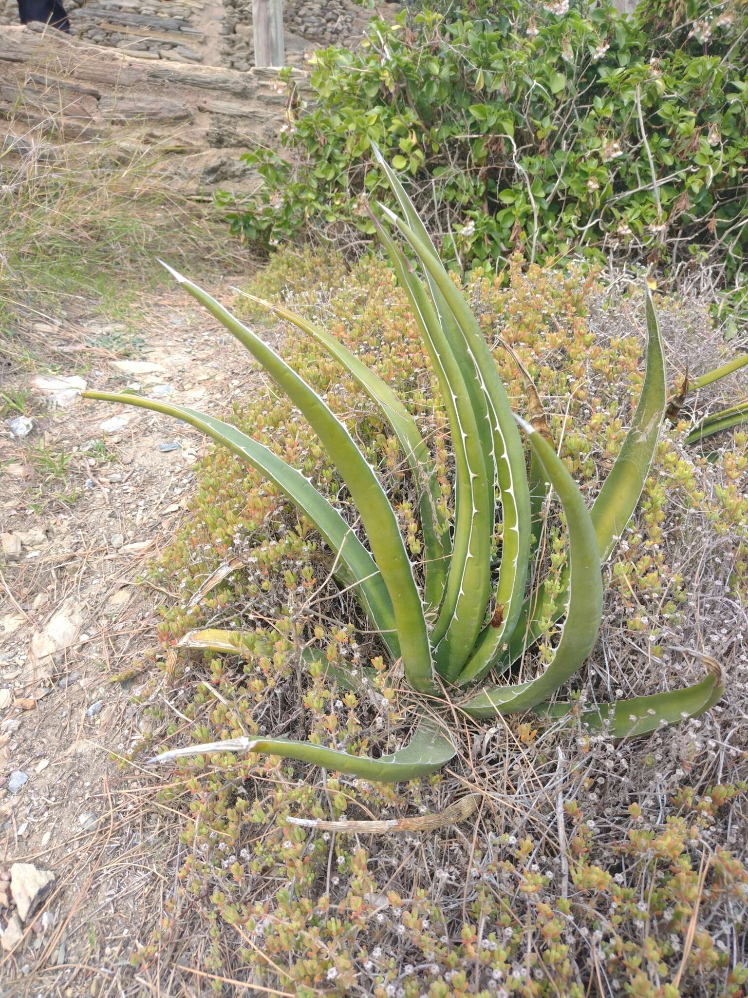 Image of Agave difformis A. Berger