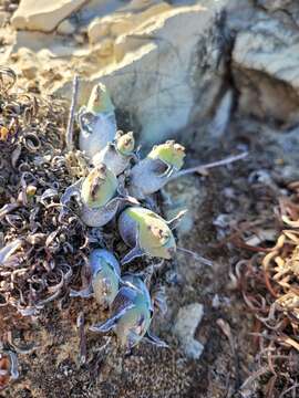 Image of Cheiridopsis rostrata (L.) N. E. Br.