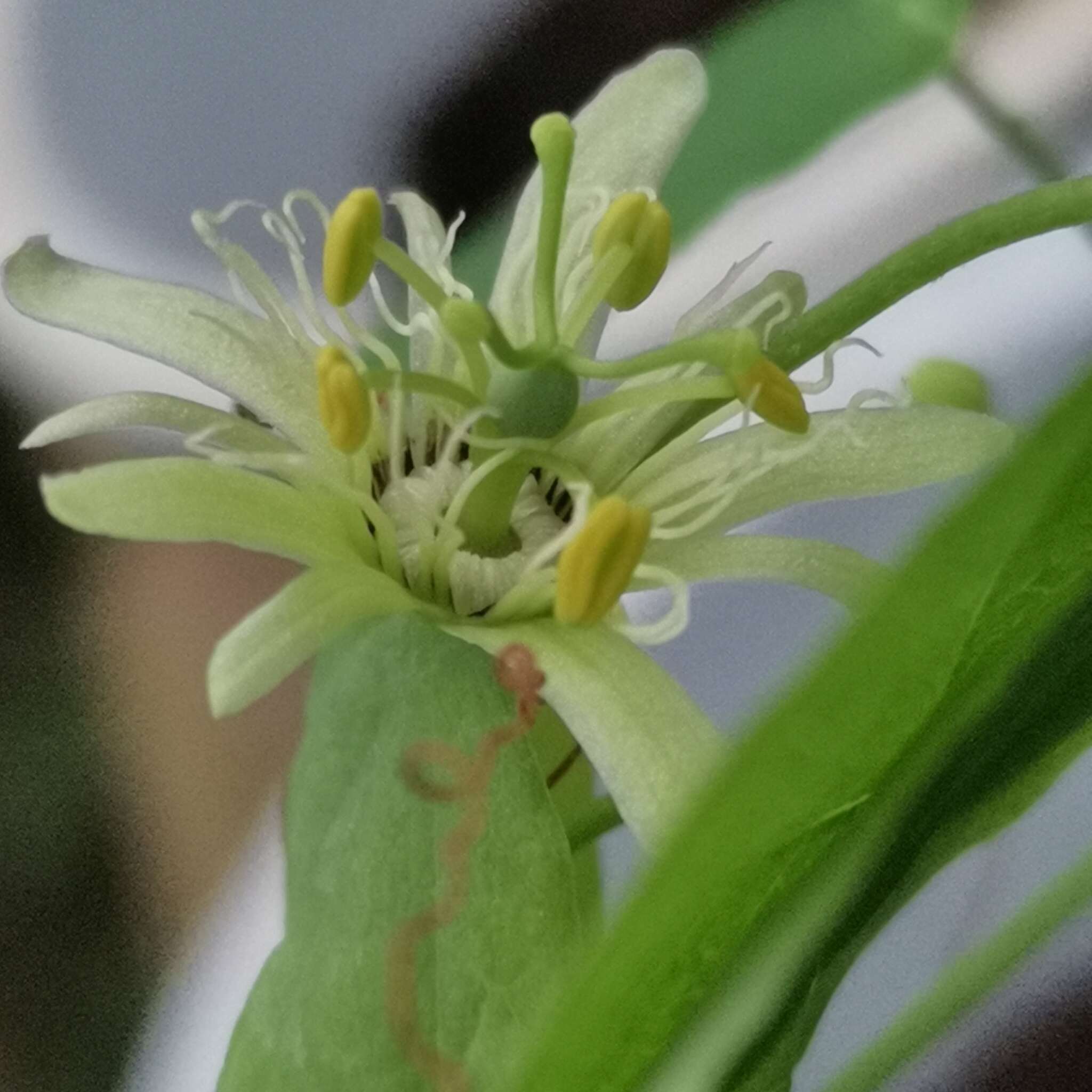 Image de Passiflora henryi Hemsl.