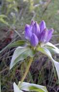 Image of bottle gentian