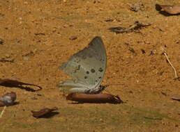 Image of Polyura delphis Doubleday 1843