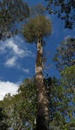 Image of Silver Pine