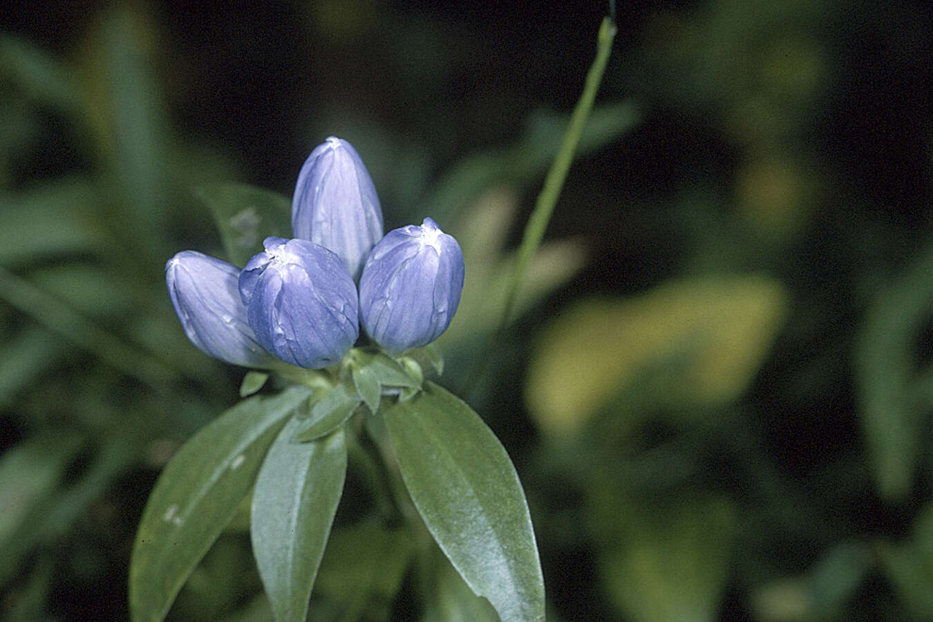 Image of bottle gentian