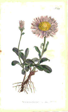 Image of alpine aster