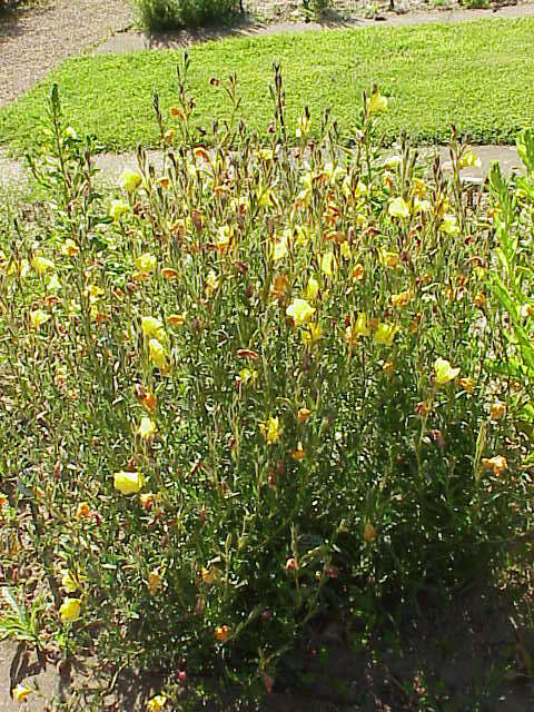 Image of Oenothera odorata Jacq.