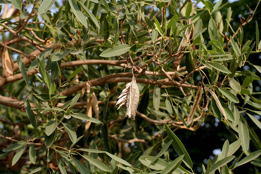 Image of Caribbean trumpet tree