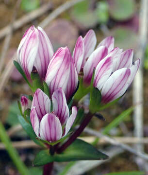 Image de Gentianella chathamica (Cheeseman) T. N. Ho & S. W. Liu