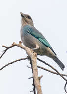 Image of Glaucous Tanager