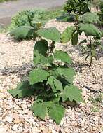 Image of naranjilla