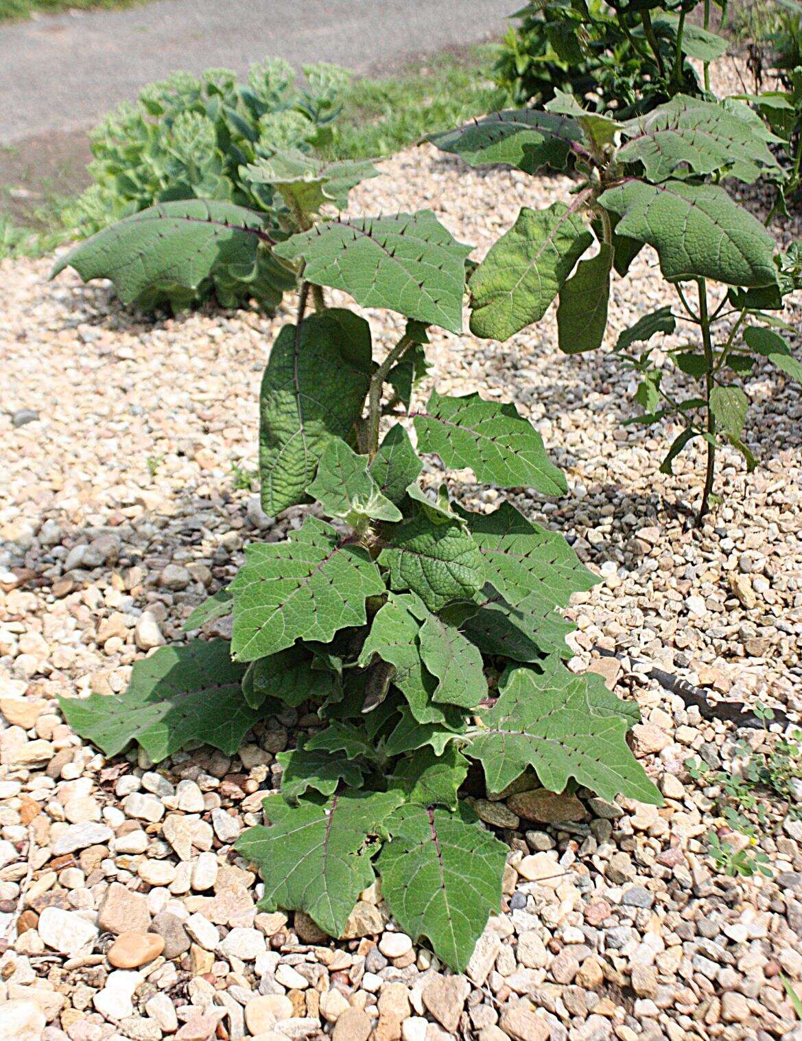 Image of naranjilla