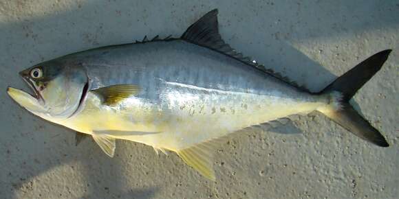 Image of Bigmouth leatherjacket